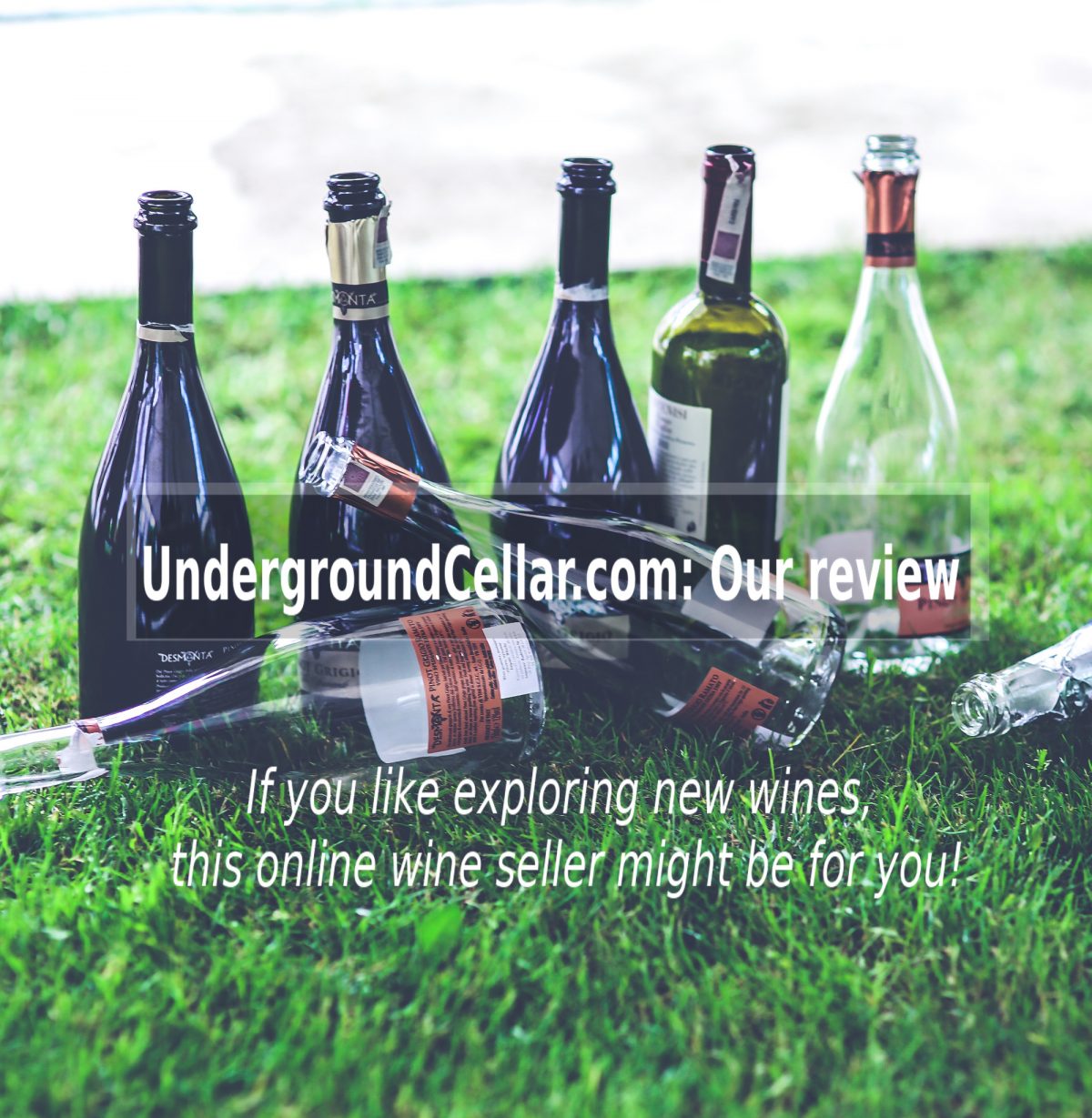 Nov 2023 Underground Cellar Review Bankruptcy, Action Required Wine! Vino! Vivo!
