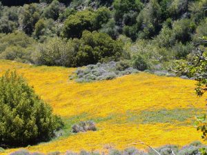5 star time with poppy fields at Figueroa Mountain, Santa Ynez