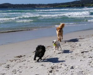 Things to do in Carmel with dogs, carmel beach
